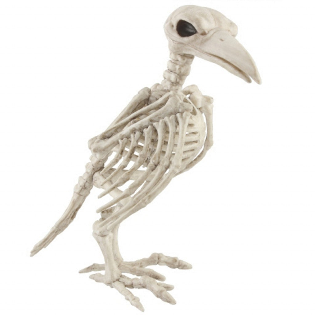 Skjelett Fugl (Kråke)